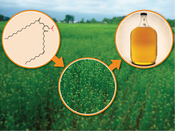 Industrial Role For Oilseed Beckons | Chemical Processing | Chemical ...