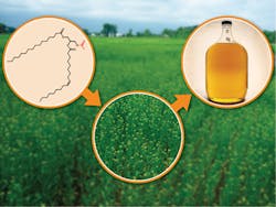 Oilseed-figure1-feedstock Oilseed-figure1-feedstock
