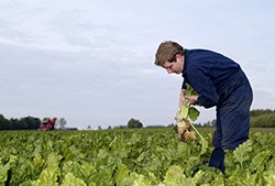 1660252798341 Akzosugarbeet