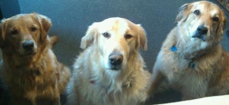 1660254008425 Threegoldens