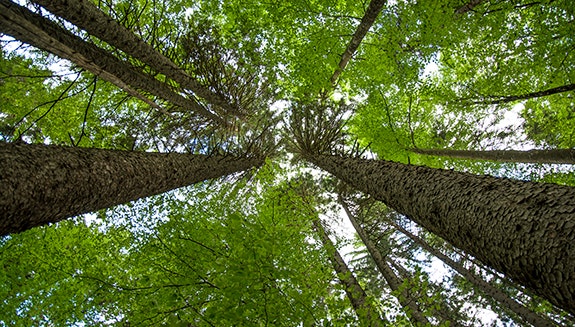 1660317215614 Deforestationco2