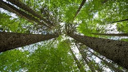 1660317215614 Deforestationco2 1660317215614 Deforestationco2