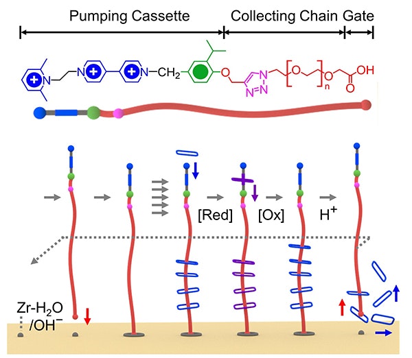 1660317347041 Fig1mechanisorptionam
