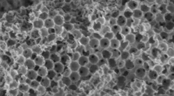 hero-oz-bio-Catalyst-sponge-copy