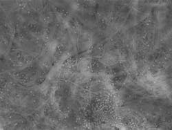 fig-1-nanofibers fig-1-nanofibers