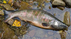 microplastics-polluting-fresh-water