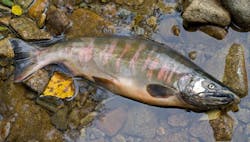 1660318485654 Microplasticspollutingfreshwater 1660318485654 Microplasticspollutingfreshwater