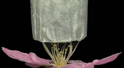 fig-1-Sweden-foam-on-flower