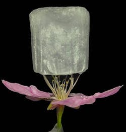 fig-1-Sweden-foam-on-flower fig-1-Sweden-foam-on-flower