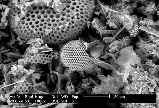 Make The Most of Filter Aids Chemical Processing Chemical Processing