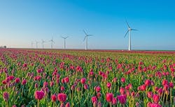 Tulips-and-windmills-100-renewable-electricity-DSM-in-Netherlands-copy