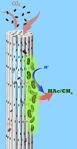 1660318805273 Kaustmicrobes 1660318805273 Kaustmicrobes