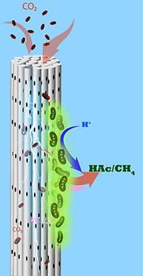kaust-microbes kaust-microbes