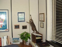 A raccoon, driven from its natural habitat during a storm, found refuge in a chemical plant. A raccoon, driven from its natural habitat during a storm, found refuge in a chemical plant.