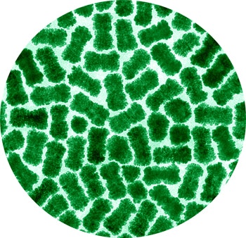 1660320700498 Auptpsnanorods