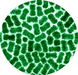 1660320700498 Auptpsnanorods 1660320700498 Auptpsnanorods