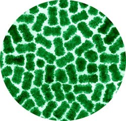 AUPTPSnanorods AUPTPSnanorods