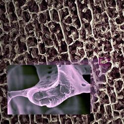 Foam Foam