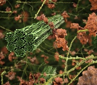 1660602624556 Lignocellulosegreenchembiofuelpretreatmentts