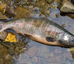 1660602811468 1305tslandmarkrulingaffectspesticidemakers 1660602811468 1305tslandmarkrulingaffectspesticidemakers