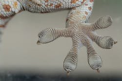gecko-fingers gecko-fingers