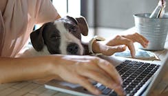 work-from-home-with-your-dog