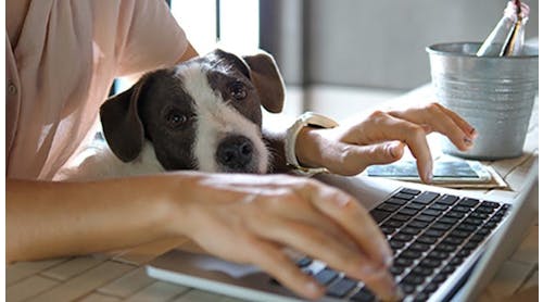 work-from-home-with-your-dog
