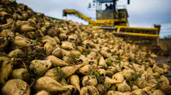 Sugar Beet