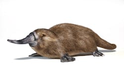 Shutterstock 1684941412 640908ff7a4b4 Shutterstock 1684941412 640908ff7a4b4