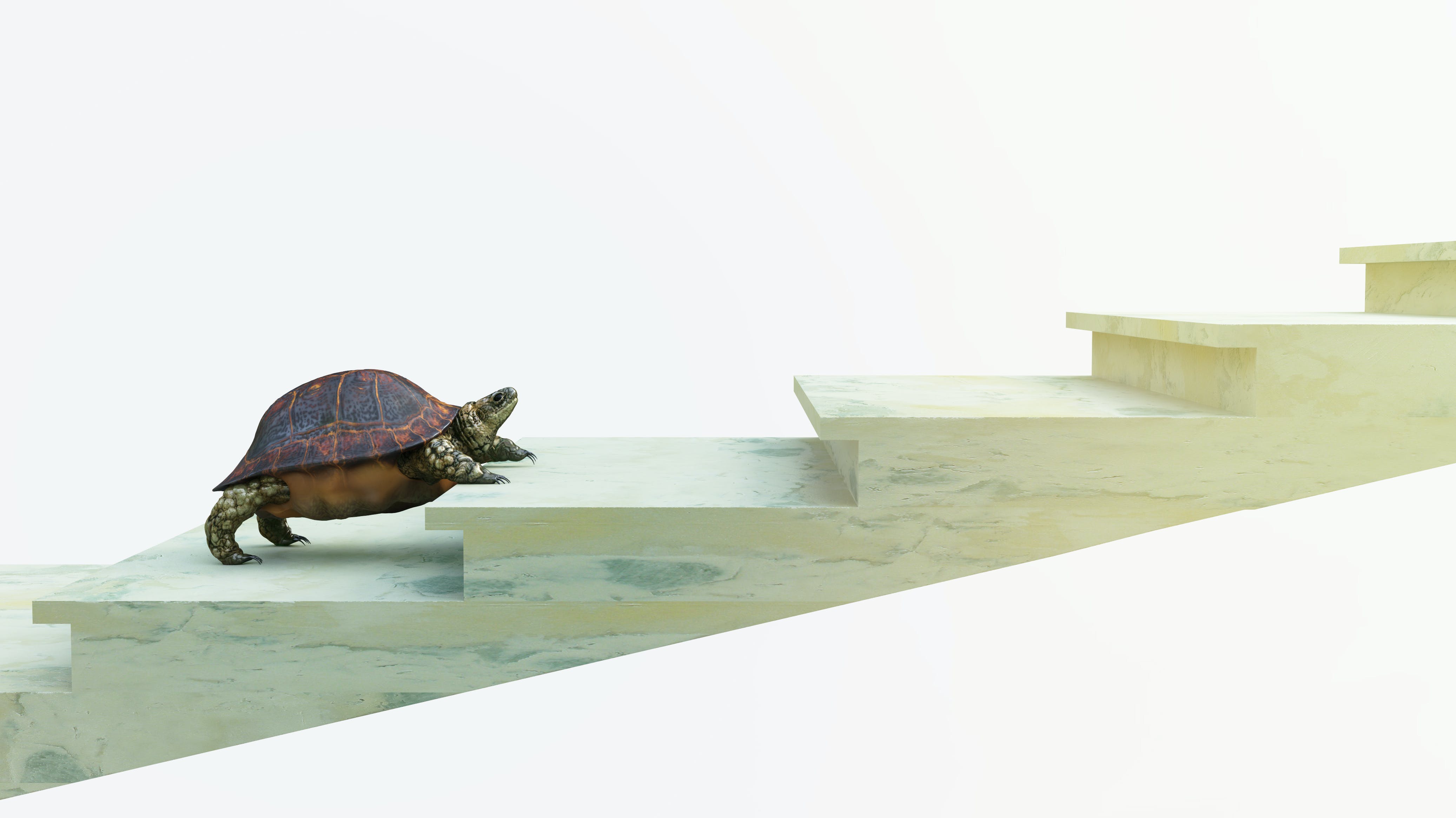 slow turtle climbing stairs
