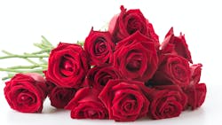 red rose isolated on white background red rose isolated on white background