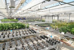 Ginko Bioworks Ginko Bioworks