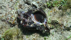 Hexaplex trunculus snail Hexaplex trunculus snail