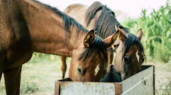 horse feed