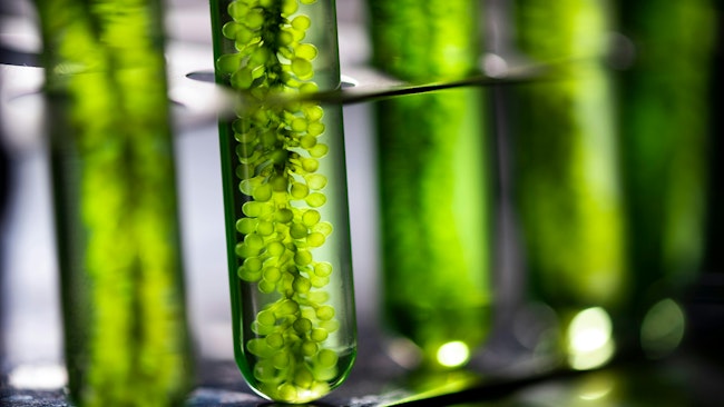 photobioreactor in laboratory for biofuel production