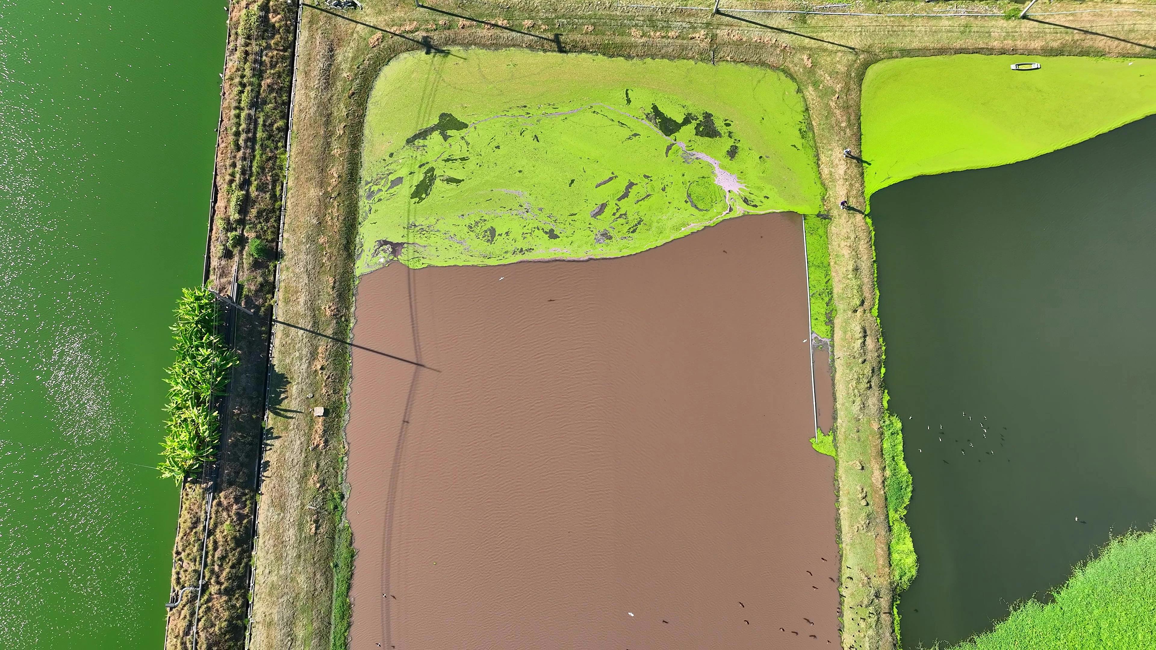 aerial view of an industrial wastewater treatment pond with algae