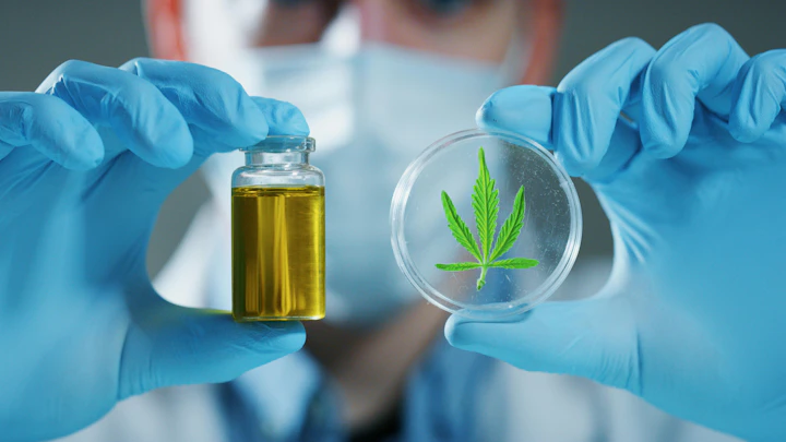 Portrait of scientist with mask and gloves checking and analizing a biological and ecological hemp plant used for herbal pharmaceutical cbd oil in a laboratory.