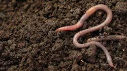 Earthworms in dirt