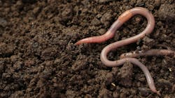 Earthworms in dirt Earthworms in dirt