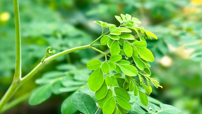 Moringa plant