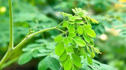 Moringa plant