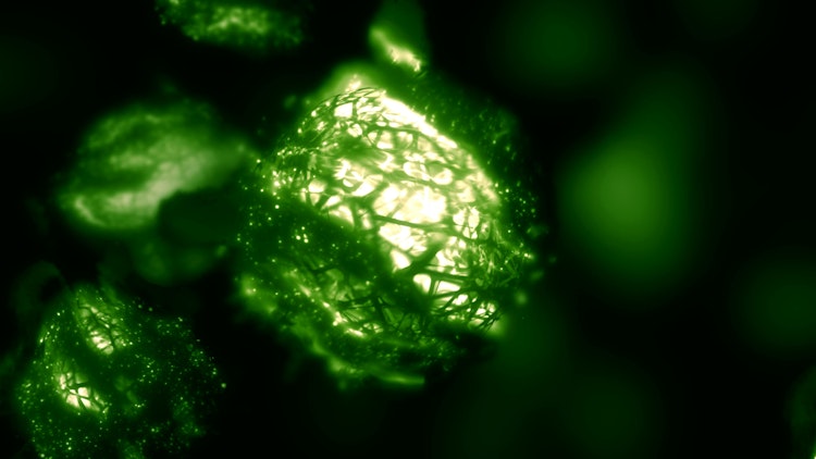 Microbial Biofuel energy cell in macroscopic view.