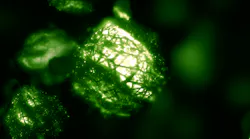 Microbial Biofuel energy cell in macroscopic view.