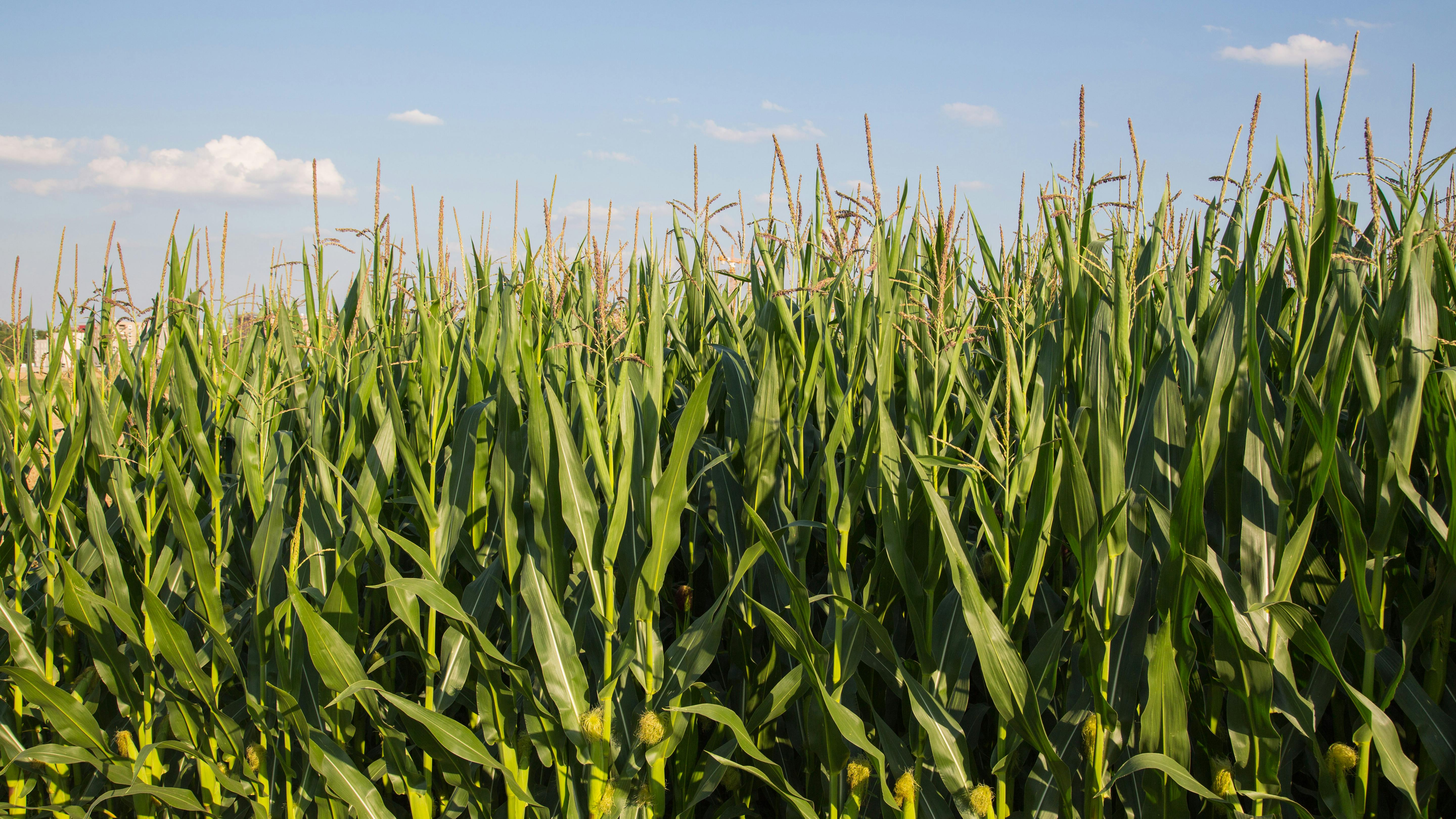 rows of corn crop agains blue sky