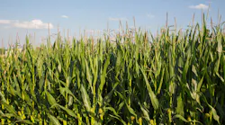 rows of corn crop agains blue sky