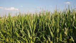 rows of corn crop agains blue sky rows of corn crop agains blue sky