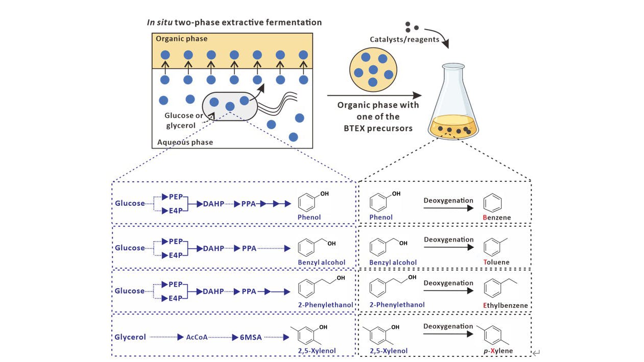 Schematic representation of the chemobiological synthesis of BTEX from glucose or glycerol in Escherichia coli