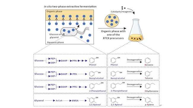 Schematic representation of the chemobiological synthesis of BTEX from glucose or glycerol in Escherichia coli