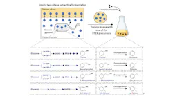 Schematic representation of the chemobiological synthesis of BTEX from glucose or glycerol in Escherichia coli