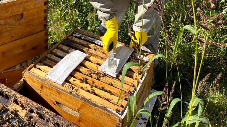 Honey bee hives getting formic acid-based treatment
